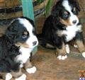 Bernese Mountain Dog